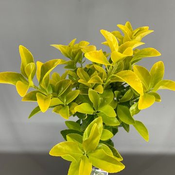 Euonymus japonicus EL DORADO