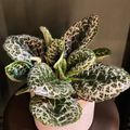 Streptocarpus 'Pretty Turtle'