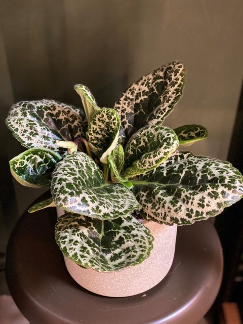 Streptocarpus 'Pretty Turtle'