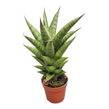 Sansevieria 'Helios'