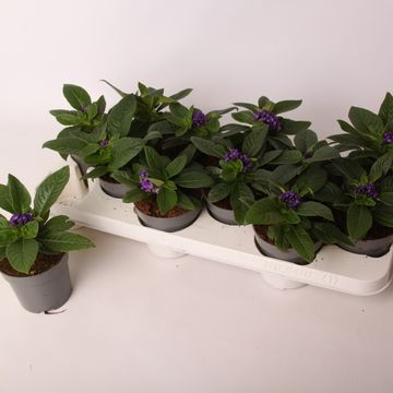Heliotropium arborescens SCENTROPIA BLUE
