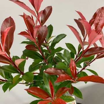 Photinia x fraseri CARRÉ ROUGE