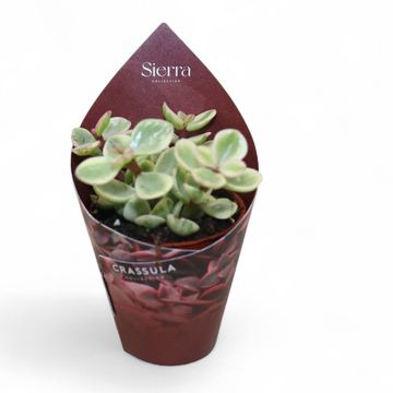 Portulacaria afra 'Variegata'