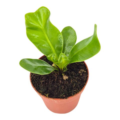 Asplenium nidus 'Cobra'