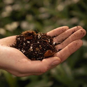 Substrates SYNGONIUM MIX