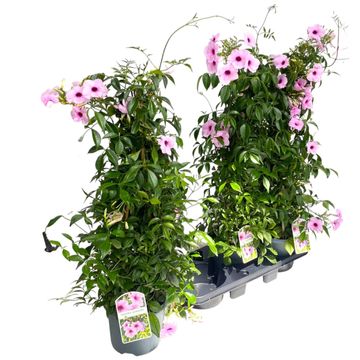 Pandorea jasminoides 'Rosea'