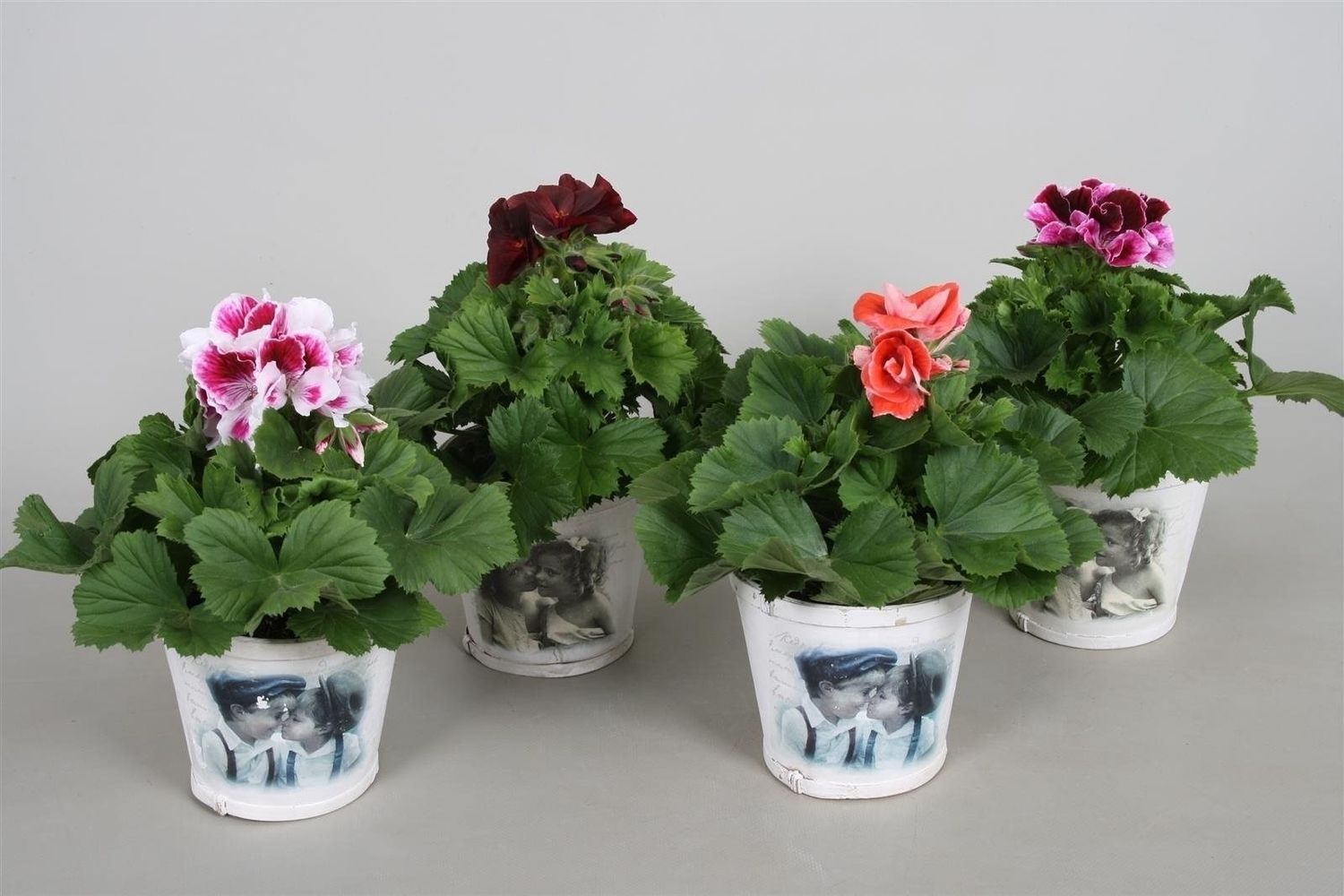 Pelargonium GRANDIFLORUM MIX Plant Wholesale FlorAccess pelargonium-grandiflorum-mix-plant-wholesale-floraccess