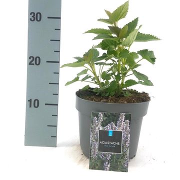 Agastache 'Blue Fortune'