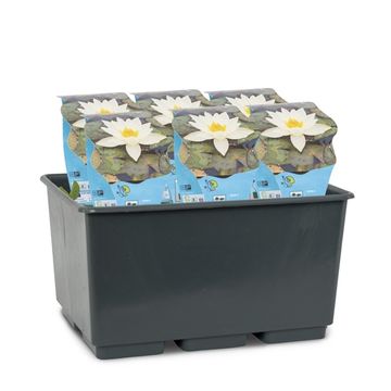 Nymphaea 'Pygmaea Helvola'