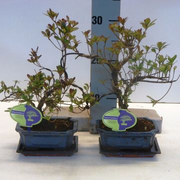 Rhododendron indicum