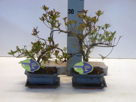 Rhododendron indicum