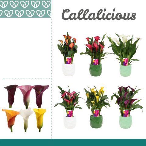 Zantedeschia MIX