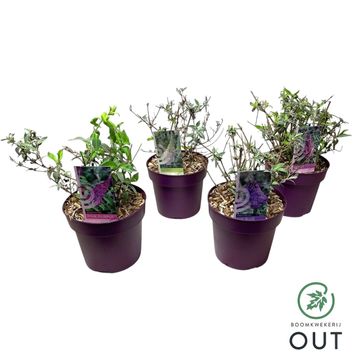 Buddleja davidii BUZZ MIX