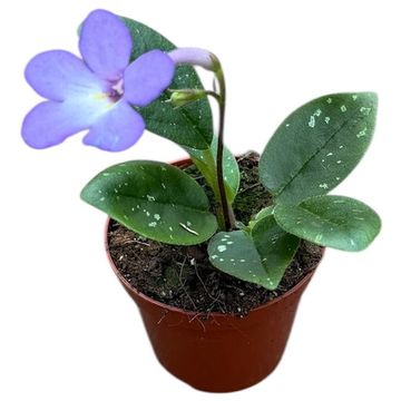 Michaelmoelleria vietnamensis