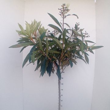 Eriobotrya japonica 'Tanaka'