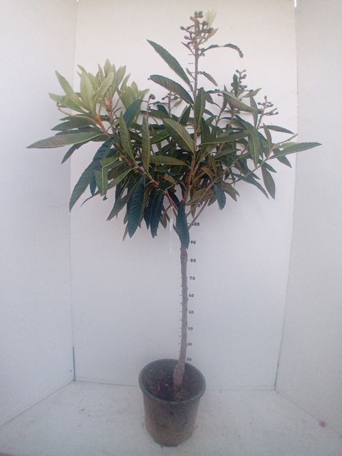 Eriobotrya japonica 'Tanaka'