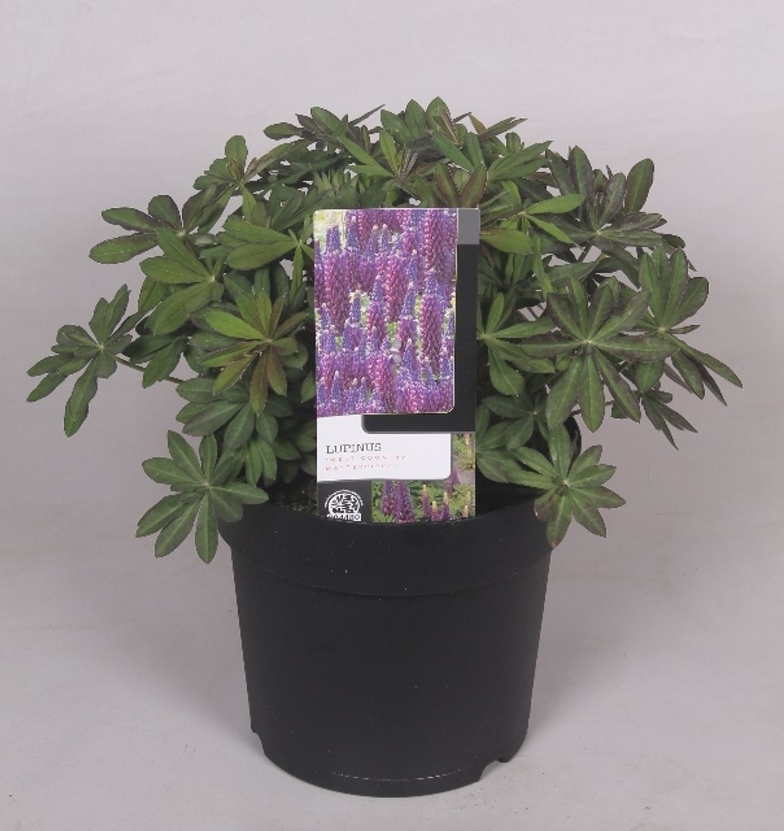 【Lupinus様♡ご確認ページ】 Lupine Lupinus Westcountry™ Masterpiece from Growing Colors