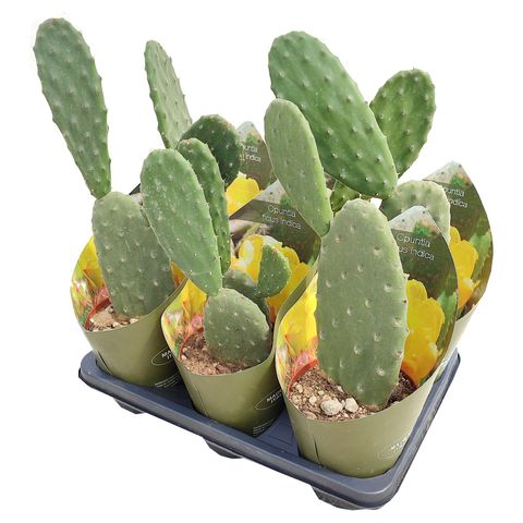 Opuntia ficus-indica — Plant Wholesale FlorAccess