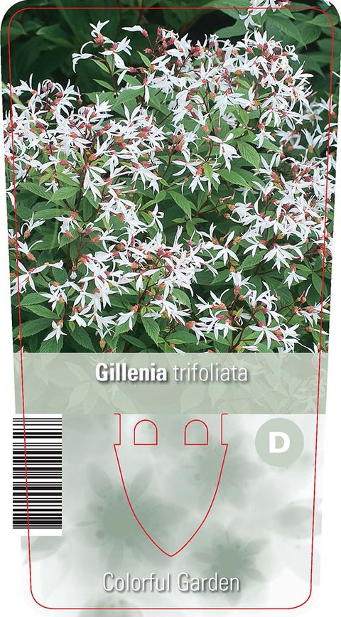 Gillenia trifoliata