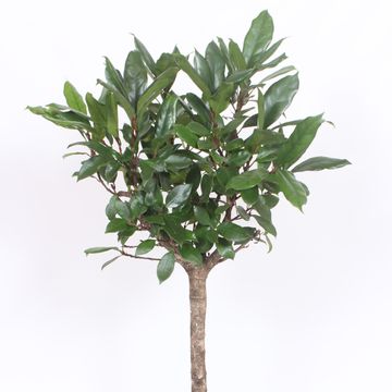 Ficus cyathistipula