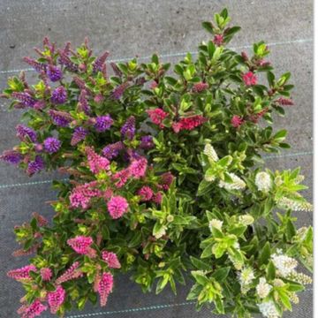 Hebe ALL BLOOMS MIX