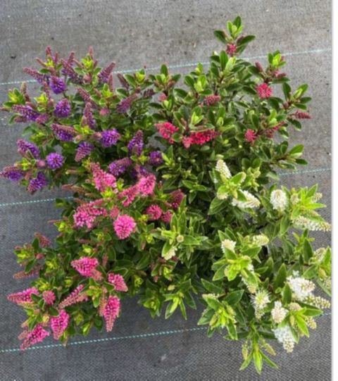 Hebe ALL BLOOMS MIX