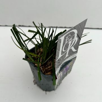 Liriope muscari 'Moneymaker'
