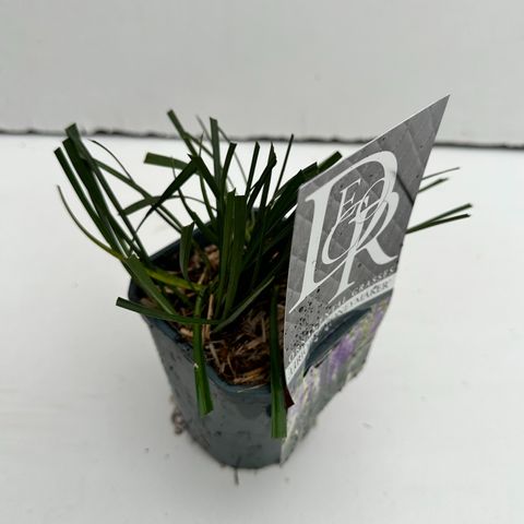 Liriope muscari 'Moneymaker'