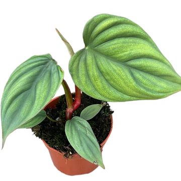 Philodendron Sp Colombia