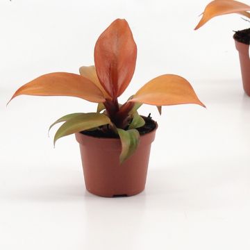 Filodendro 'McColley's Finale'