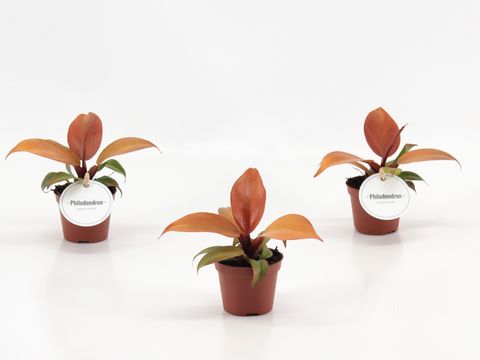 Philodendron 'McColley's Finale'