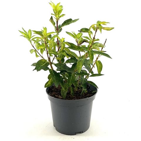 Forsythia x intermedia 'Fiesta'