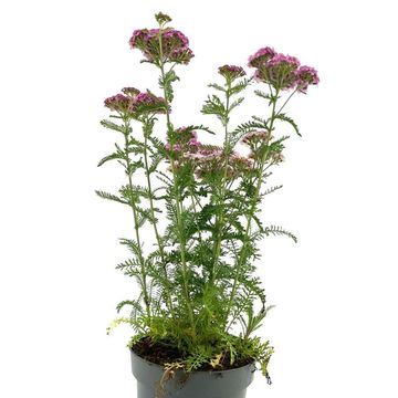 Achillea millefolium 'Apfelblüte'