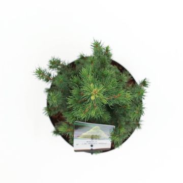 Picea glauca 'Daisy's White'