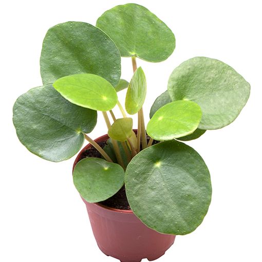 Mini Pilea Peperomioides Para Bitkisi Satin Al Heryerbitki