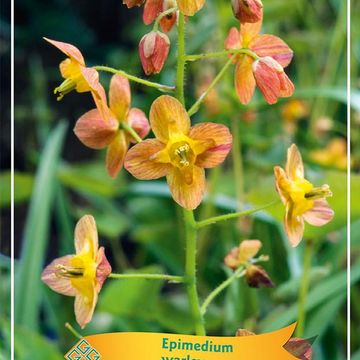 Epimedium x warleyense