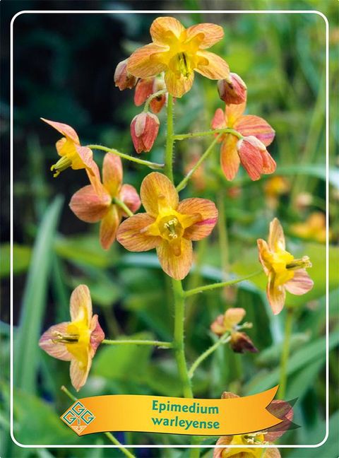 Epimedium x warleyense