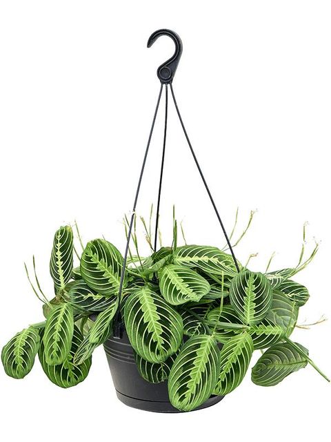 Maranta leuconeura 'Lemon Lime'