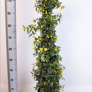 Gelsemium sempervirens