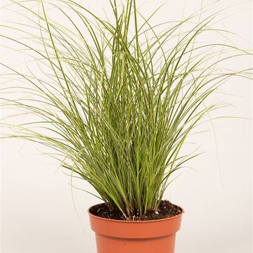 Carex brunnea 'Jubilo'