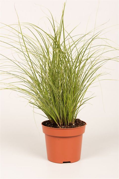 Carex brunnea 'Jubilo'