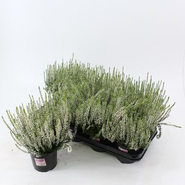 Calluna vulgaris GARDEN GIRLS HELENA