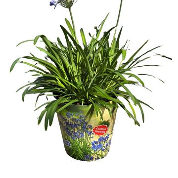Agapanthus SUMMER LOVE BLUE