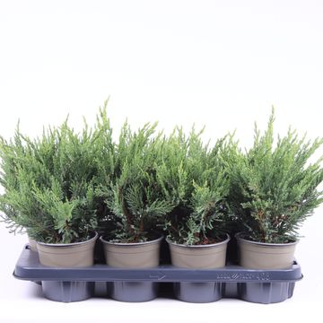 Juniperus sabina