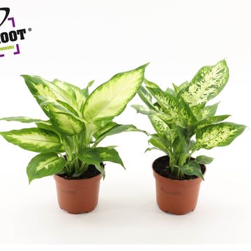 Dieffenbachia MIX