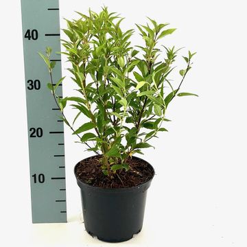 Deutzia gracilis