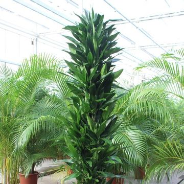 Dracaena fragrans 'Janet Lind'