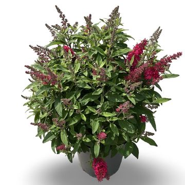 Buddleja davidii BUTTERFLY CANDY LITTLE RUBY