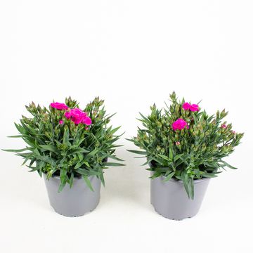 Dianthus caryophyllus 'Peman'