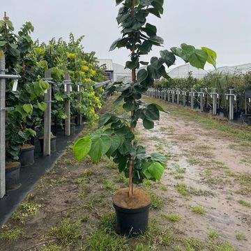 Cercis chinensis 'Avondale'